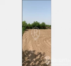 8 Kanal Farm land | Boundary Wall | Gas | Electricity 