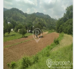 4 kanal 7.5 marla plot (zameen) Land beachna ha details k lyea 03113868166 pa rabta location ha halmera zareen k qarreb nika pani wali site pa Sukriya