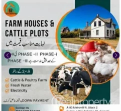 Al Saddat farm house and cattle farms 